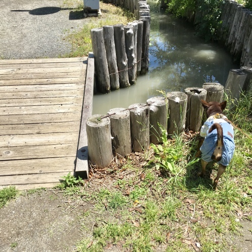 a0291132_16473381.jpeg