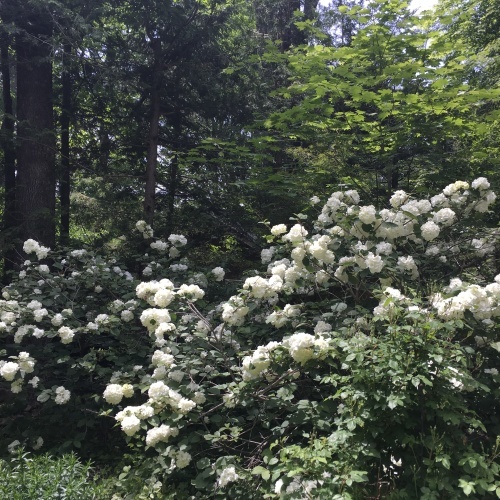 a0291132_20585130.jpeg