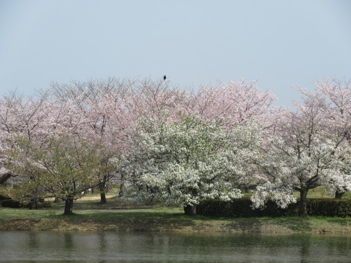 b0014732_13204261.jpg
