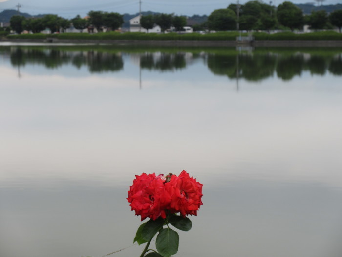 b0014732_13295223.jpg