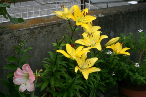 b0197433_09411115.jpg