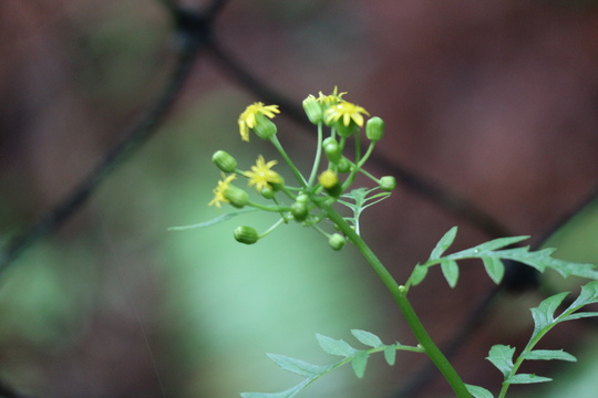 東山いこいの森に咲くウリノキの花！_e0272335_19374380.jpg