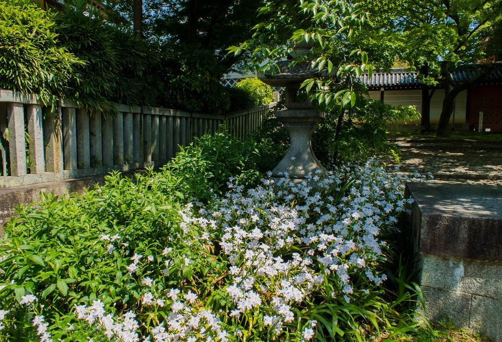 真如堂の春の花々 - 鏡花水月