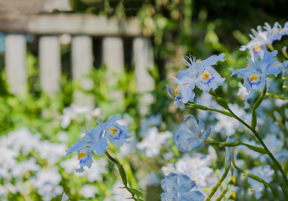 真如堂の春の花々_e0363038_17145821.jpg