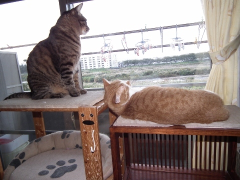 友人とランチ　家族が増えました(甥っ子の飼育放棄のカメさん)_d0358843_00140100.jpg