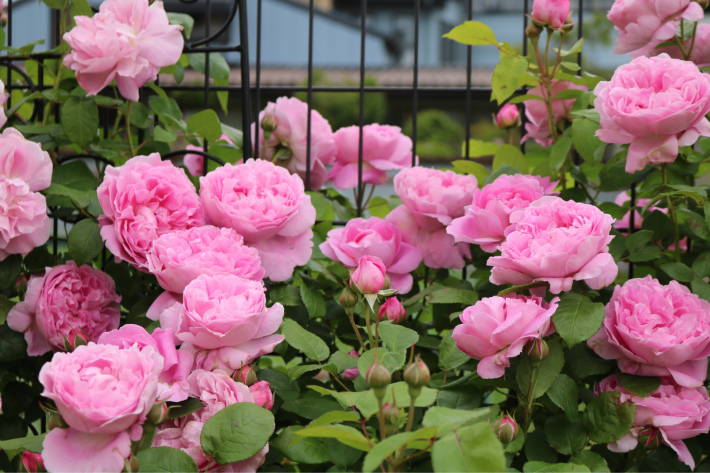 弾けるように咲くメアリーローズ My Small Garden Sugar Plum 弾けるように咲くメアリーローズ My Small Garden Sugar Plum