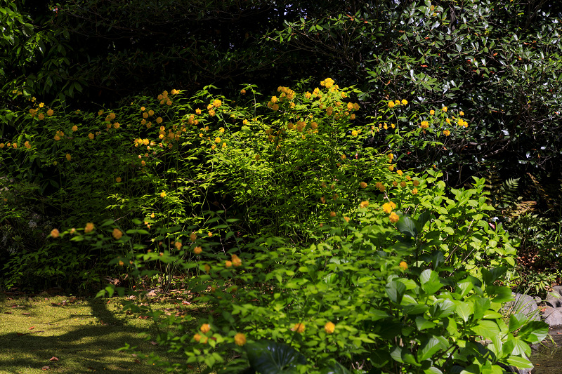 ツツジと春の花咲く城南宮_f0155048_22271971.jpg