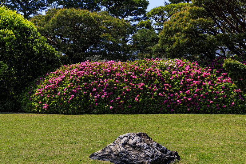 ツツジと春の花咲く城南宮_f0155048_22332426.jpg