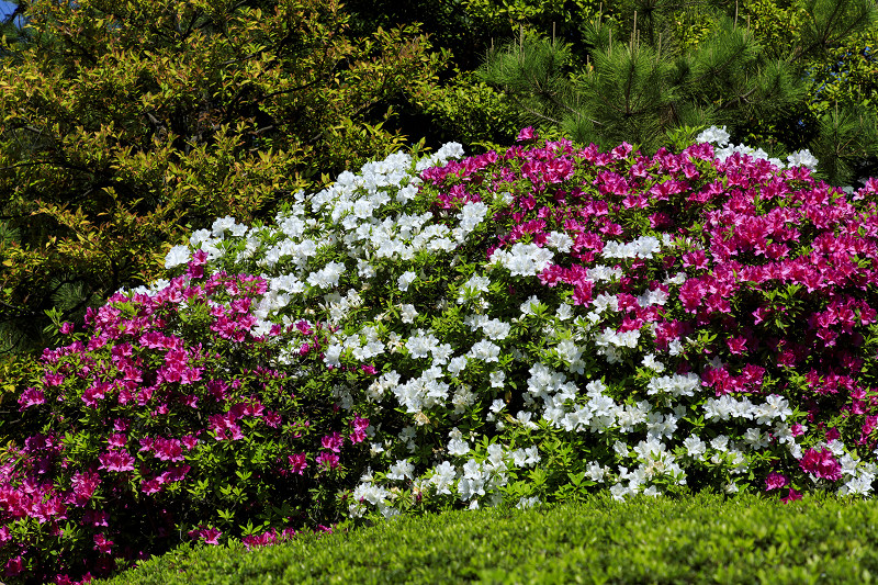 ツツジと春の花咲く城南宮_f0155048_2240333.jpg