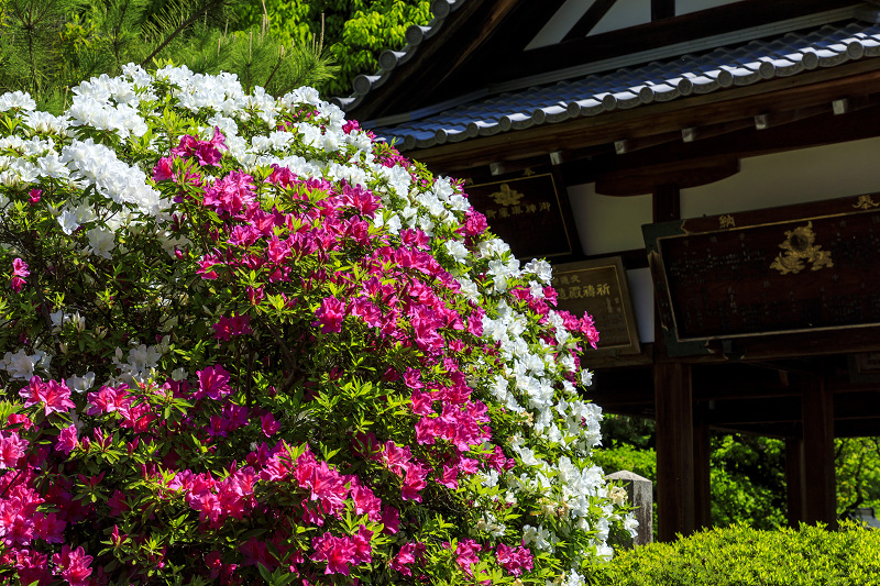 ツツジと春の花咲く城南宮_f0155048_22404112.jpg