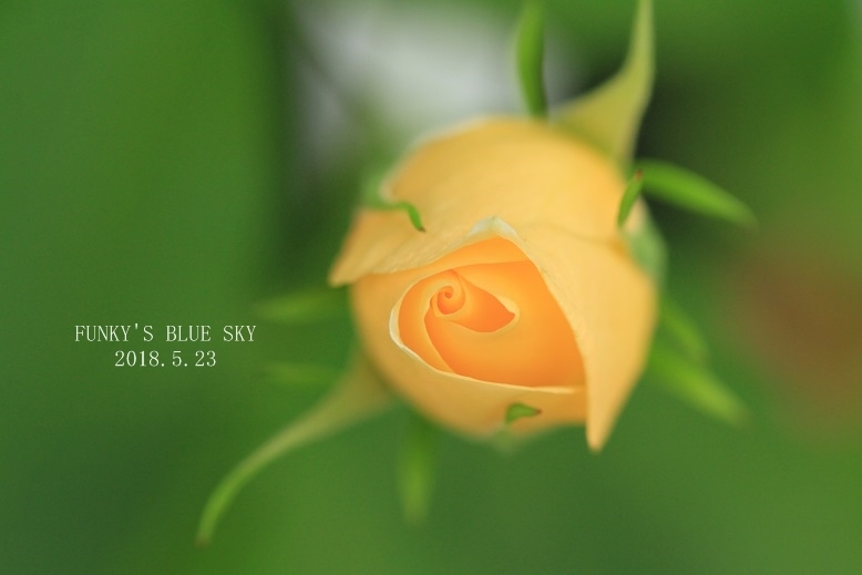 c0145250_11285769.jpg