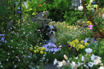 c0145250_11293283.gif