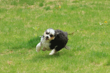c0145250_11414375.gif