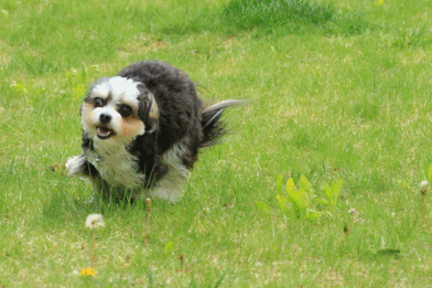 c0145250_11414716.gif