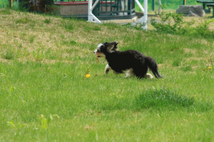 c0145250_11421679.gif