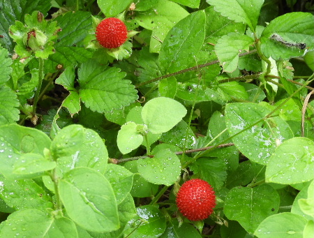 e0172950_2140271.jpg
