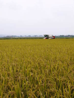 無農薬にこだわる「健康農園」さんの平成30年の米作りスタート！まずは苗床を現地取材！_a0254656_17200004.jpg