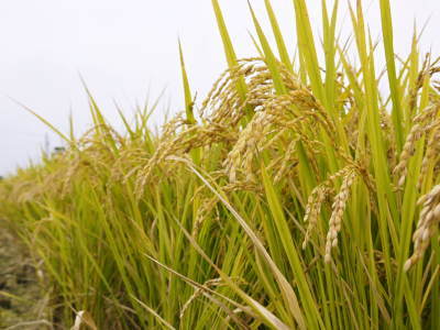 無農薬にこだわる「健康農園」さんの平成30年の米作りスタート！まずは苗床を現地取材！_a0254656_17231077.jpg