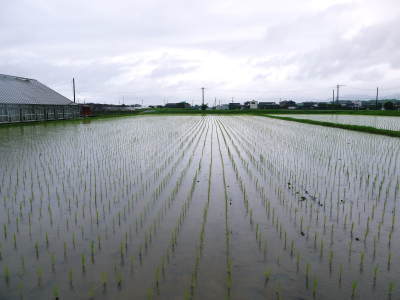 無農薬にこだわる「健康農園」さんの平成30年の米作りスタート！まずは苗床を現地取材！_a0254656_17581670.jpg