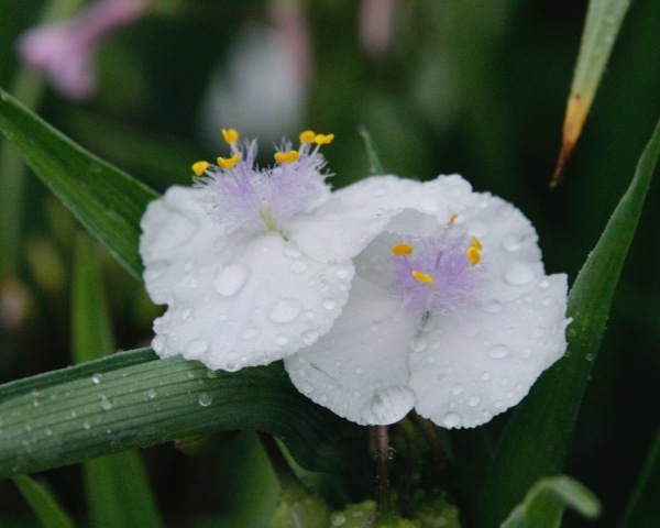 a0248459_14320370.jpg