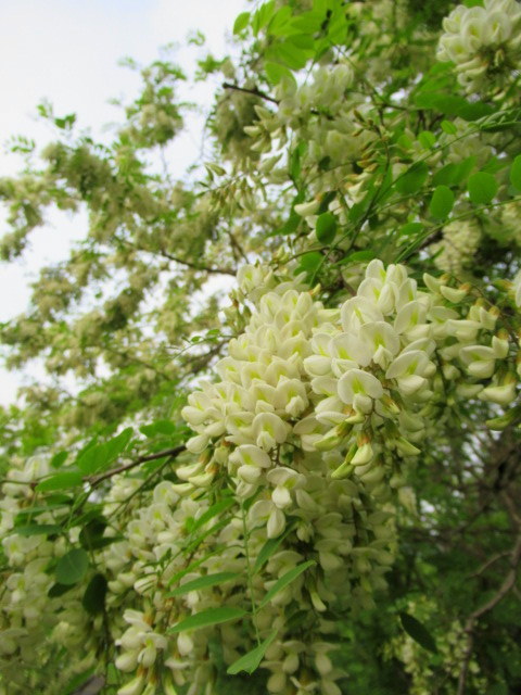 街路 樹 白い 花