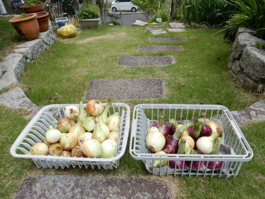 ’18,5,30(水)玉ねぎを収穫したYO!_f0060461_09222127.jpg
