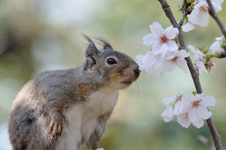 桜とリスの小径　その３、、、。_f0136162_22204465.jpg