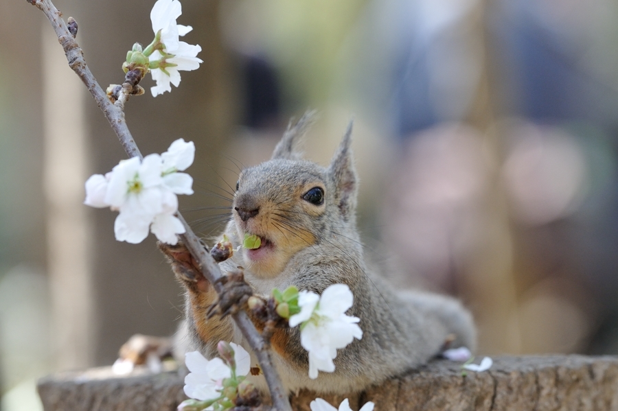 桜とリスの小径　その３、、、。_f0136162_22211965.jpg