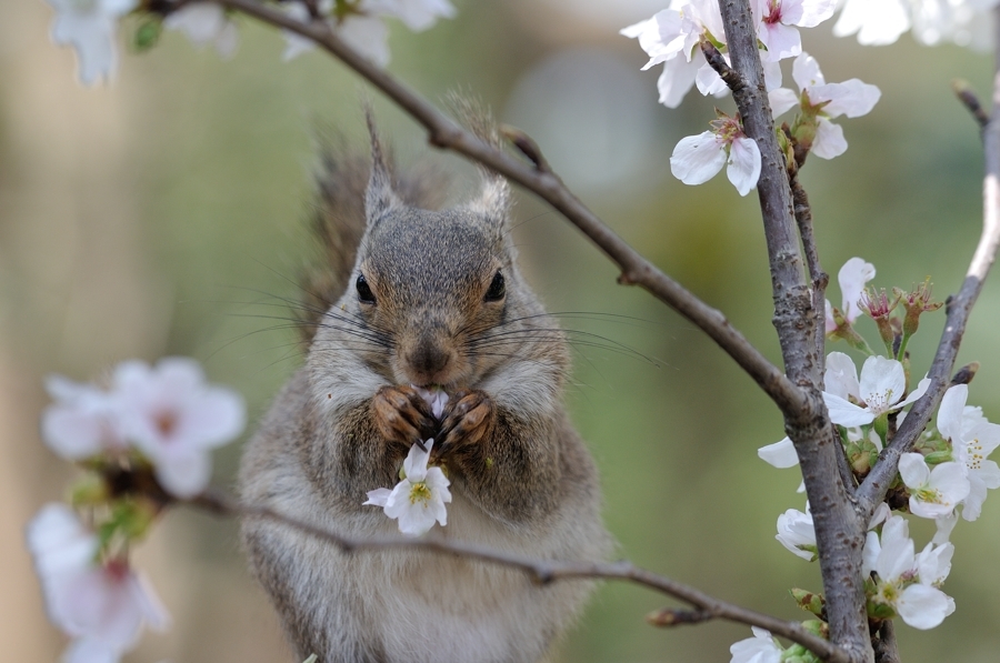 桜とリスの小径　その３、、、。_f0136162_22223121.jpg