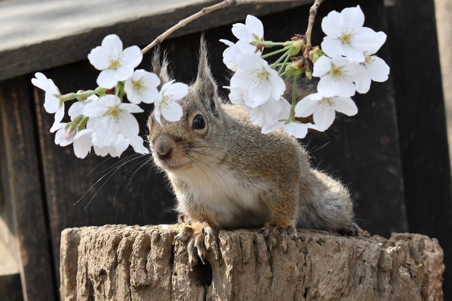 桜とリスの小径　その３、、、。_f0136162_22225973.jpg