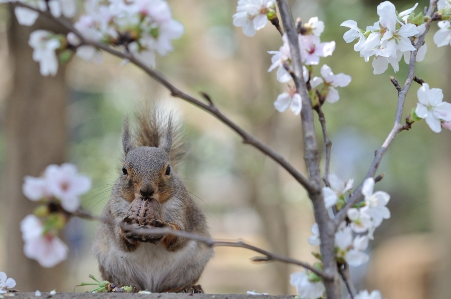 桜とリスの小径　その３、、、。_f0136162_22233331.jpg