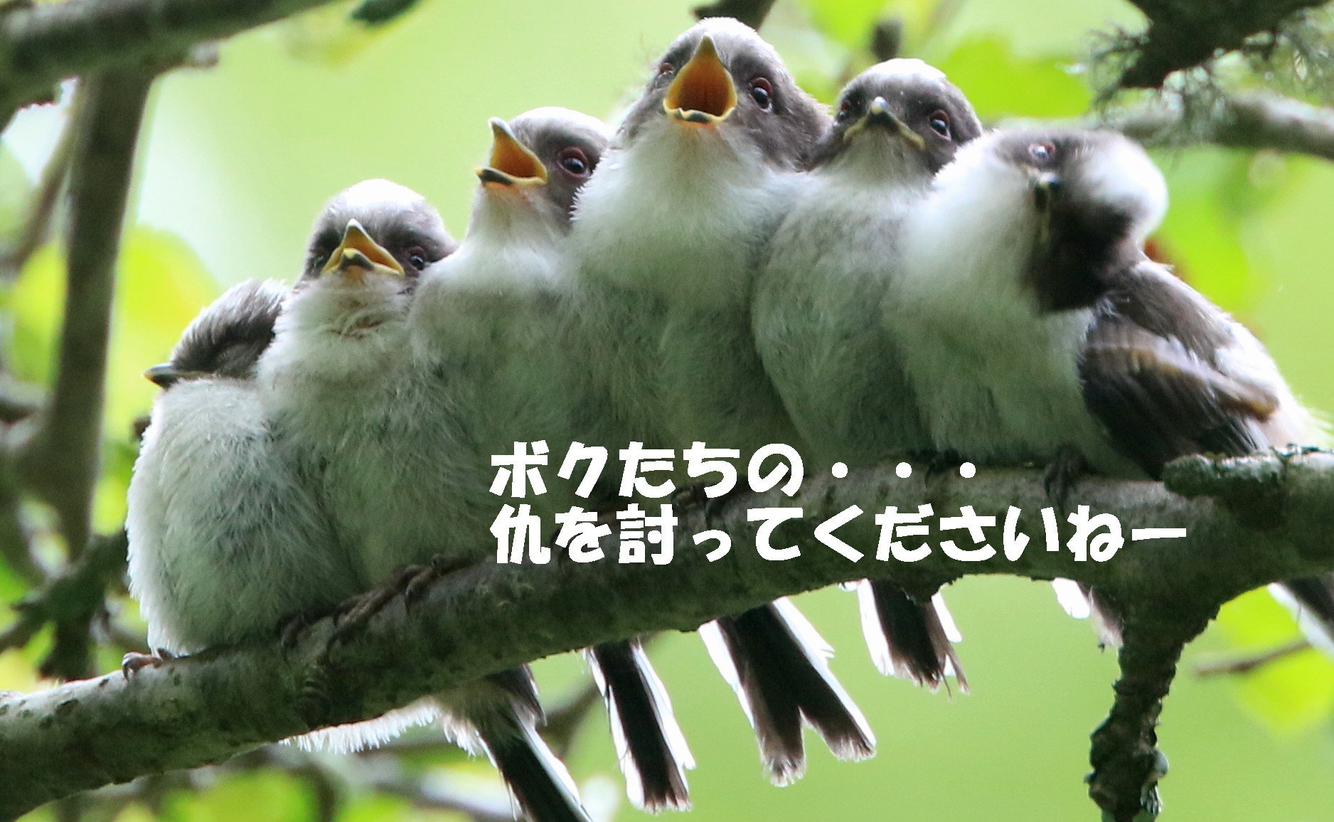 シマエナガとカラスとホシガラス アイヌモシリの野生たち 獣と野鳥の写真図鑑
