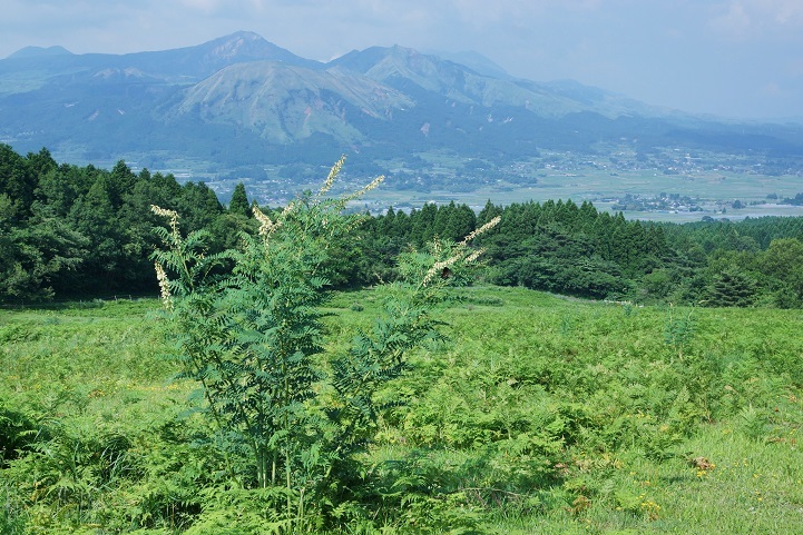 クララ マメ科 阿蘇望亭の 気ままなブログ
