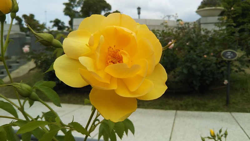 a0152774_09190316.jpg