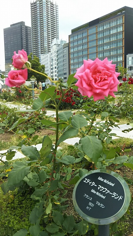 a0152774_09191499.jpg