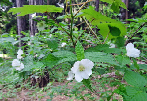 今朝の円山公園_f0083977_06404609.jpg