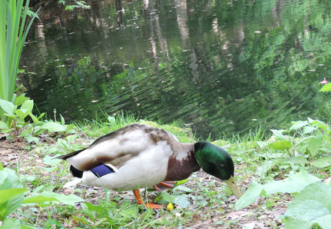 今朝の円山公園_f0083977_06410928.jpg