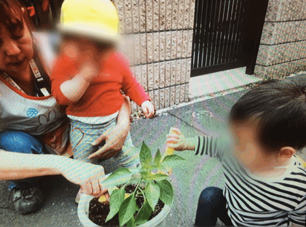 野菜の収穫など。保育の様子♪ ホールクラス_c0293682_21230351.gif