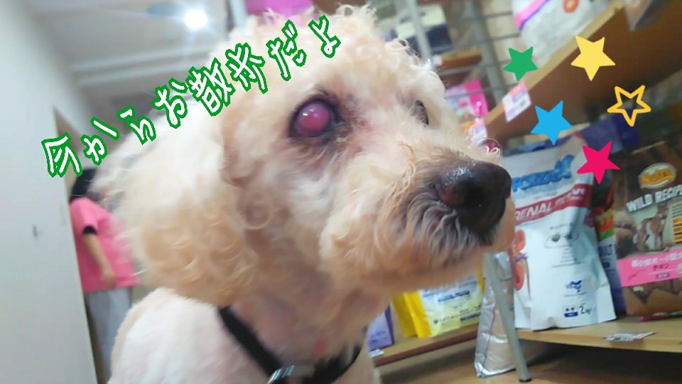 セリくんのお散歩密着🐾🕵️✨_f0357682_11370910.jpg