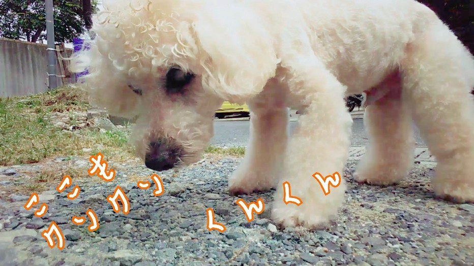 セリくんのお散歩密着🐾🕵️✨_f0357682_11512182.jpg