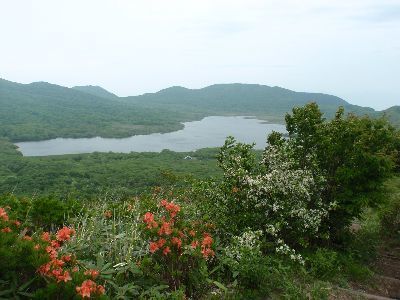雄国山 レンゲツツジが咲いていました_a0096989_18561556.jpg