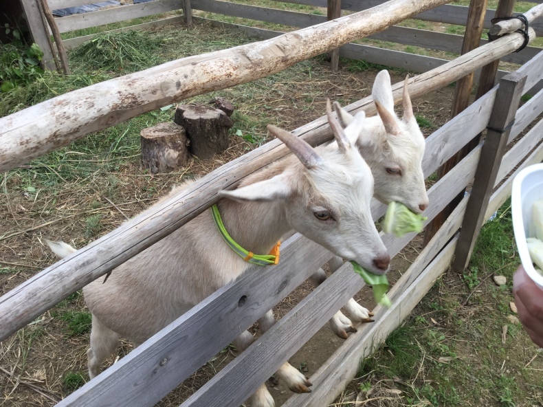 ヤギのお腹が膨らんで来た_d0350189_16400769.jpeg