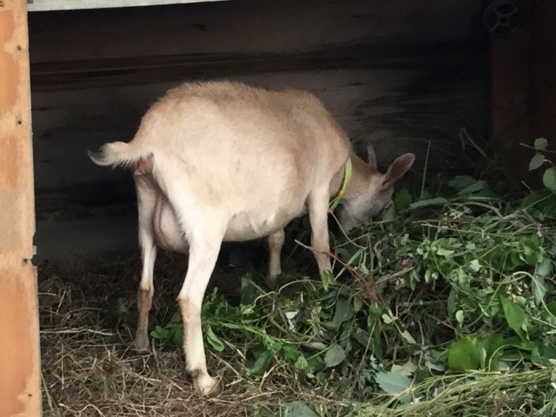 ヤギのお腹が膨らんで来た_d0350189_16403270.jpeg