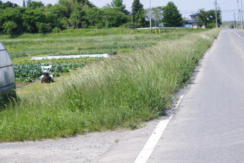 c0337494_17172220.jpg