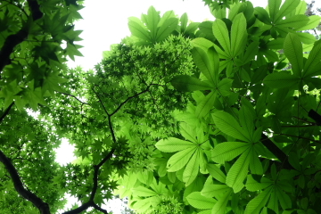 c0339296_07454200.jpg