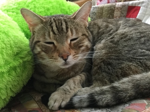ひらめかず…_e0358096_15324564.jpeg