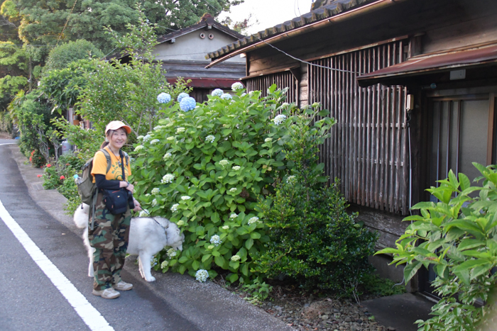 はなちゃんと行く花めぐりのお散歩　(*^_^*)_c0049299_21203148.jpg