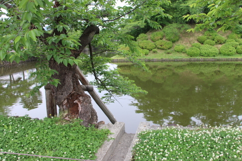 松が岬公園の朝　２０１８．５．３１_c0075701_09021663.jpg