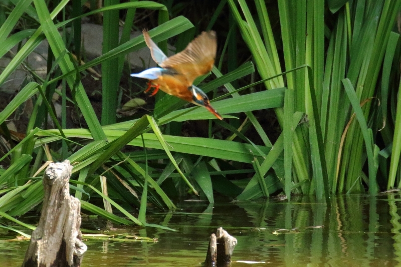 狩りに失敗したカワセミ（葛飾区、水元公園）_b0291402_07311421.jpg