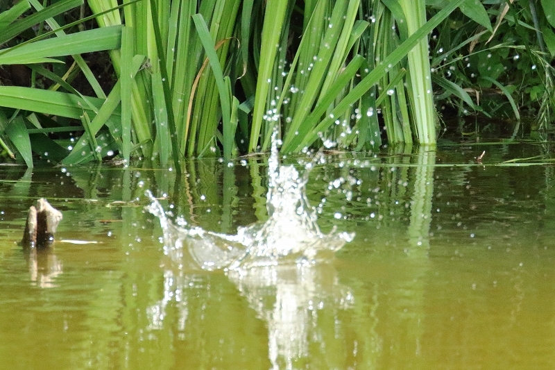 狩りに失敗したカワセミ（葛飾区、水元公園）_b0291402_07313850.jpg